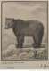 Figures pour l'histoire des quadrup&egrave;des, par M. de Buffon. Tome III&nbsp;: Ours Brun (1754) - Source&nbsp;: Gallica